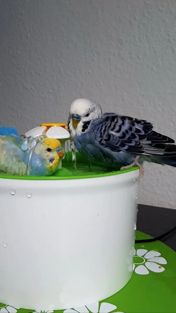 Wellensittich-Bild: Caruso und Toni Baden mal wieder 