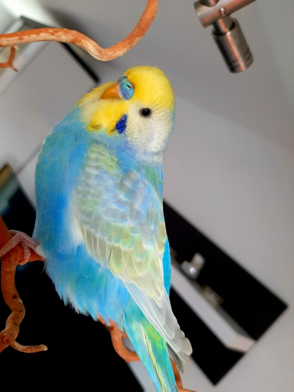 PHPSESSID