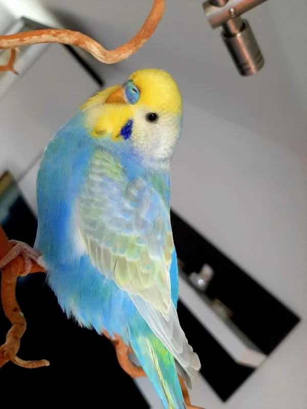 Wellensittich-Bild: Caruso mein Regenbogenwellensittich