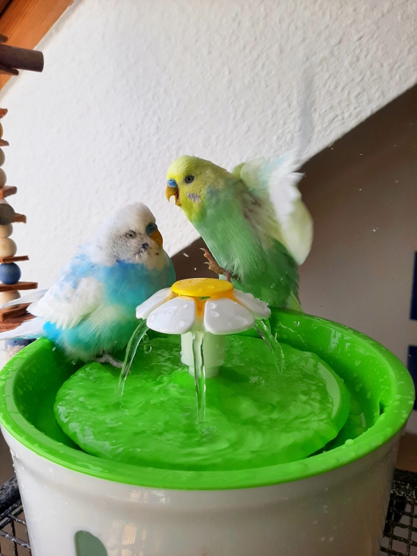 Rico