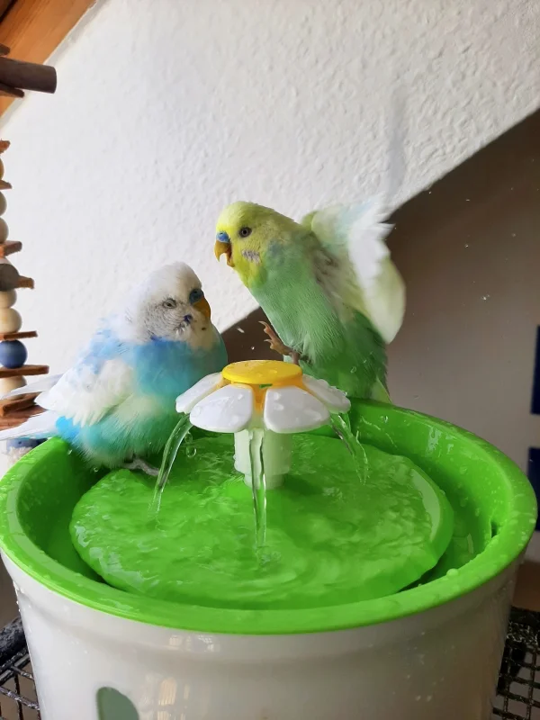 Wellensittich-Bild: Rico am Abflug