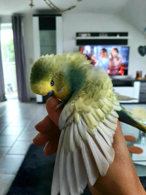 Wellensittich-Bild: Er interessiert sich mehr für meine Hand als für seinen Partner 