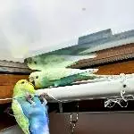 Rico versteckt sich gerne 