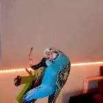 Lui spielt gerne mit der Vogelscheuche 