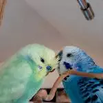 Rico genießt die Pflege