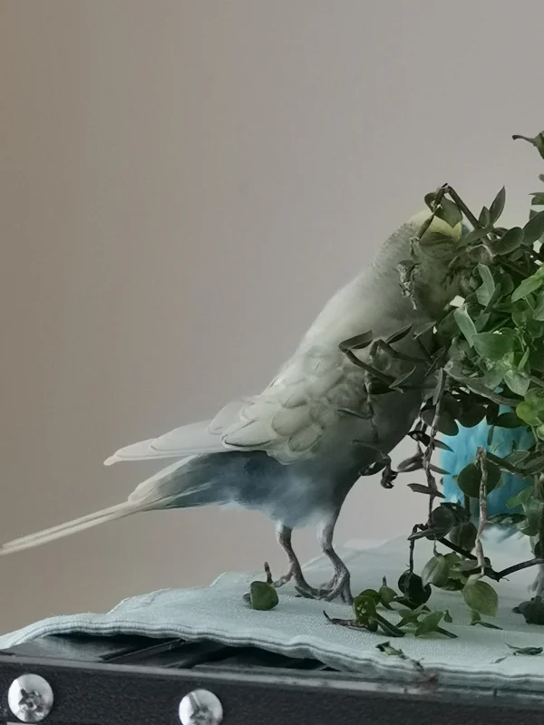 Wellensittich-Bild: Oben war es schon besetzt, deshalb fährt klein Schorschi die Beinchen aus und zeigt die strammen Schenkelchen..Alles nur für Gooliwoog.. :) 