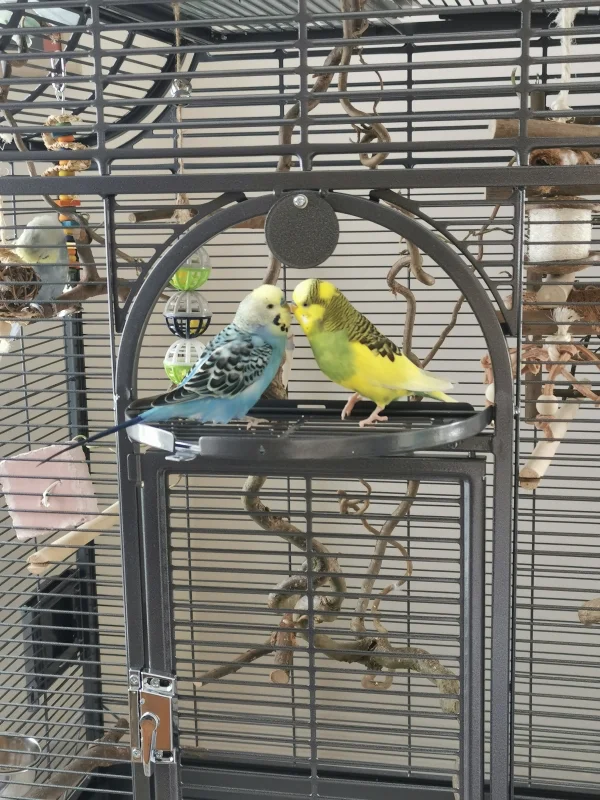 Wellensittich-Bild: Vom ersten Tag Best Buddies, Joshi und Paulchen. Ein perfektes Fliegerteam, aber immer im Blick und in der Nähe, der kleine Schorsch. Er wird vom Schwarm liebevoll umsorgt und unterhalten. 