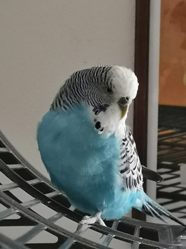 Wellensittich-Bild: Sammy hat Liebeskummer und ist etwas verzweifelt, weil Cocoly sich für einen anderen entschieden hat. Armes Hähnchen. Er hat sich so eine Mühe gegeben.. Ob es an den Stachelchen lag?