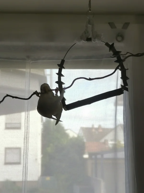 Wellensittich-Bild: Manchmal könnte man glauben, Cookie hält sich für eine Fledermaus. Ich glaube er will unbedingt zum Film oder Zirkus :) 
