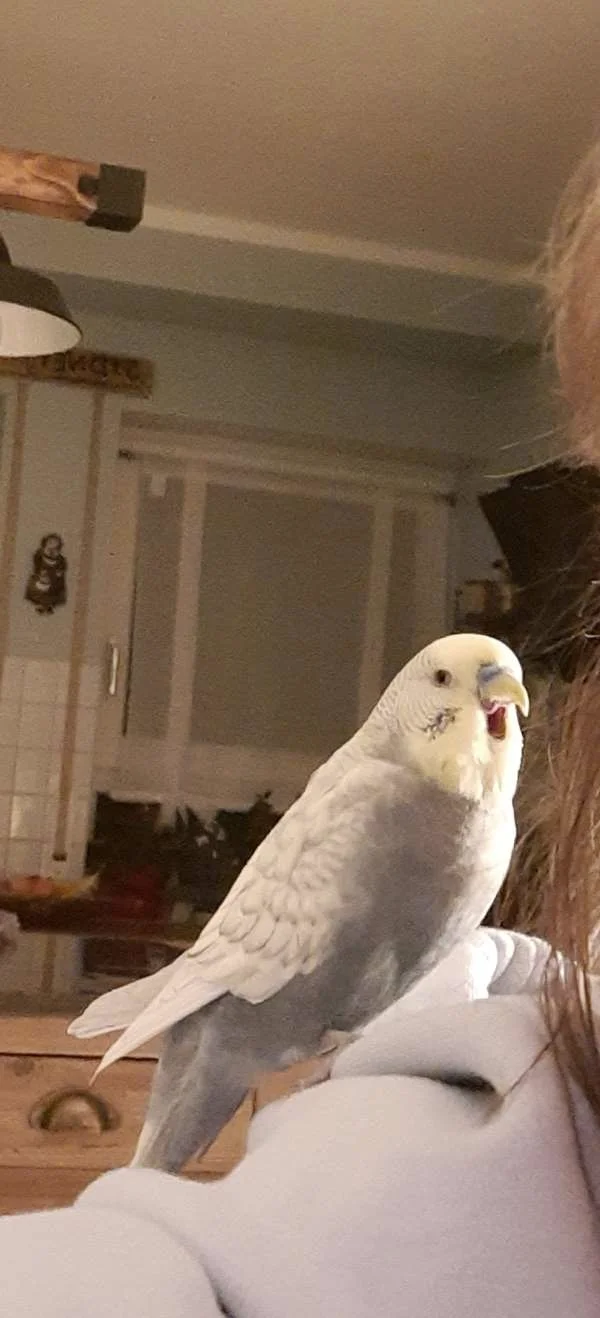 Wellensittich-Bild: Unser Schorschi ist soooo müde, nach einem langen und anstrengenden Tag. Man könnte meinen er schreit mir ins Ohr ich will ins Bett.. ;-)