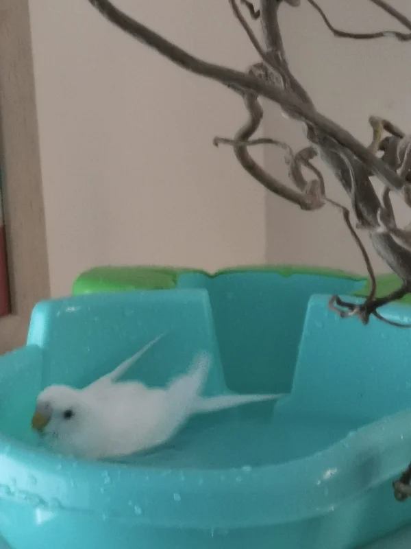 Wellensittich-Bild: Cookie liebt es zu baden und man sieht ihm an, wie der es genießt - mein kleiner Friedenswelli ;-)