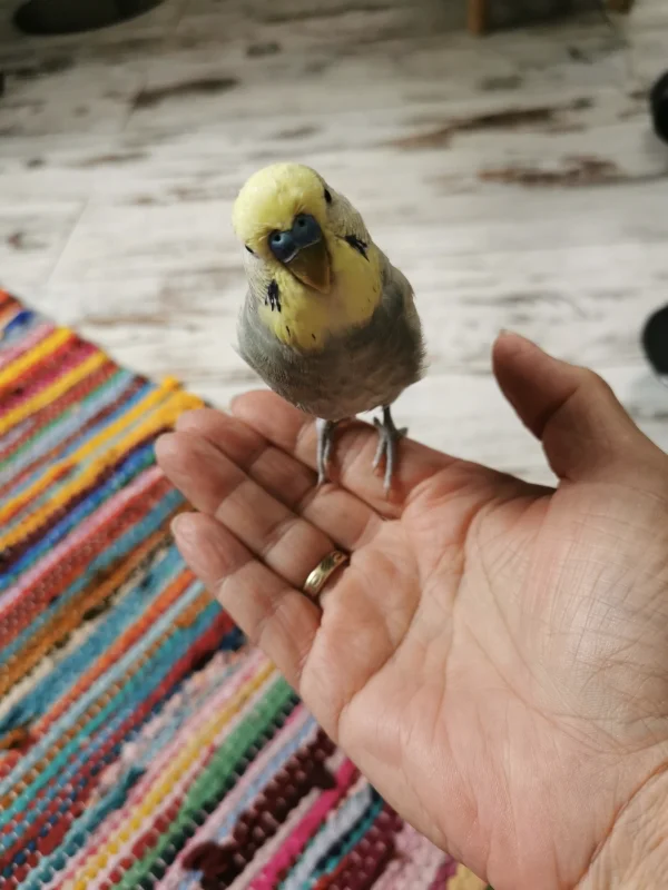 Wellensittich-Bild: He Felo, hab ich das gut gemacht? 
Bitte bring mich jetzt wieder zurück, ich muss ein Nickerchen machen :-)