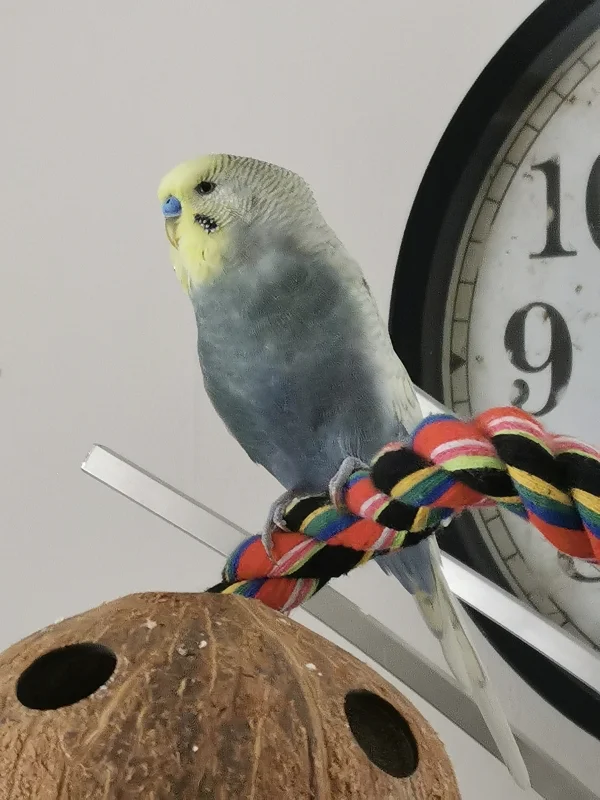 Wellensittich-Bild: Auch wenn es mit dem Fliegen nicht mehr so richtig klappt, klettern und beobachten klappt wunderbar. :) 