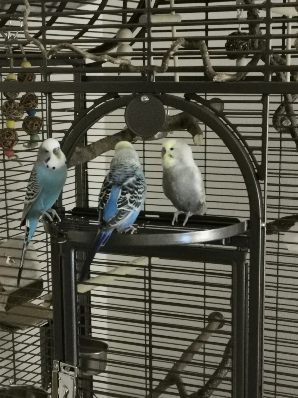 Wellensittich-Bild: Schorschi ruft alle zusammen. er ist eindeutig der Boss und hat alle im Griff..