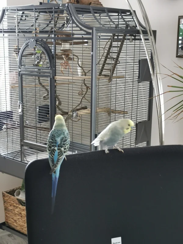 Wellensittich-Bild: Schorschi und Joshi testen gemeinsam den Bürostuhl :) 