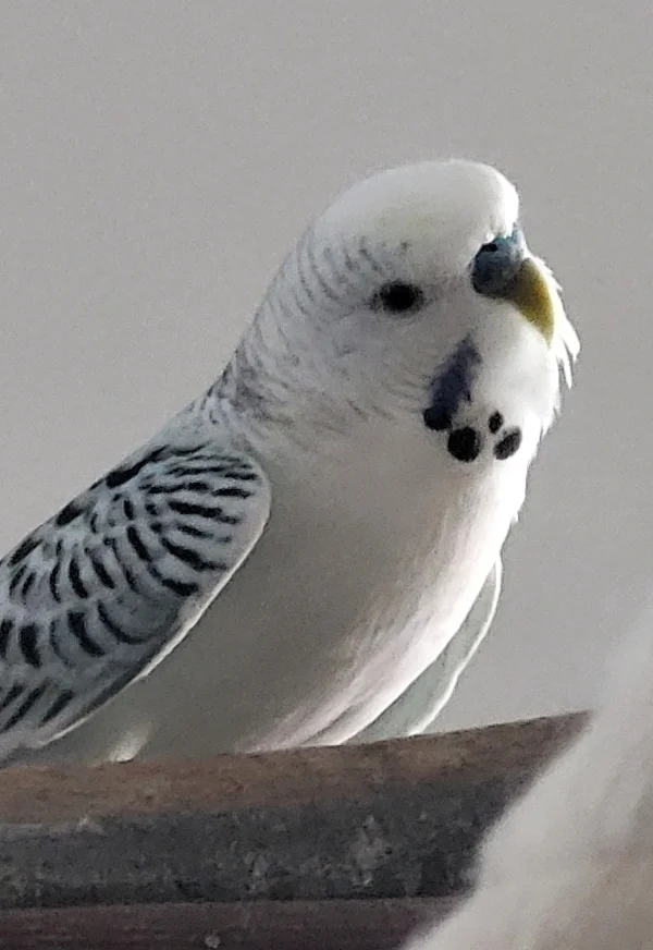Wellensittich-Bild: Der kleine Charmeur wickelt so langsam alle um seine Krallen.. Auch Flöckchen ist plötzlich nicht mehr so zickig... :)