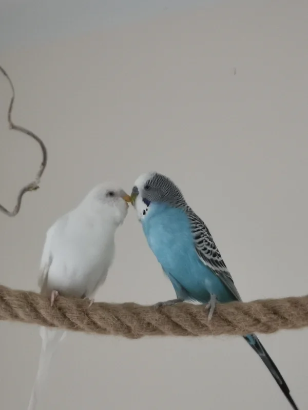 Wellensittich-Bild: Cookie und Sammy (meine zwei Knutschkugeln) friedlich vereint.  