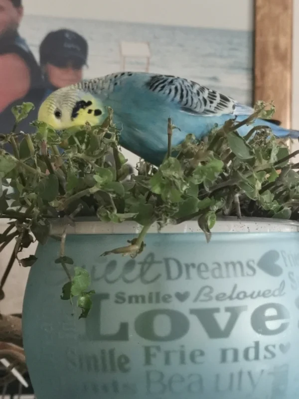 Wellensittich-Bild: Drei, zwei, eins, alles meins :) 
Ach wie ich es liebe, dieses leckere Grünzeug.. 