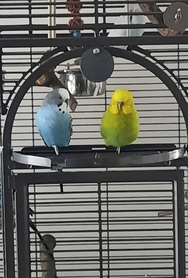 Wellensittich-Bild: Sie bewachten den Eingang, während der Rest der Truppen schön chillt.;-)