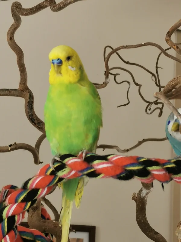 Wellensittich-Bild: Unser Cocochen hat sich richtig gut entwickelt und super eingelebt. Er leuchtet richtig schön und erinnert an den Frühling.. Auf diesem Bild, noch etwas zerrupft 
 