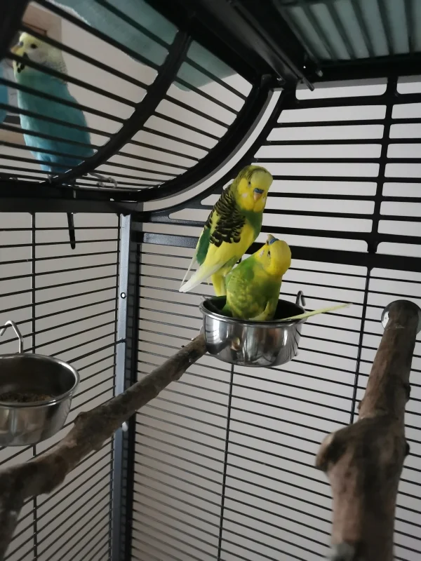 Wellensittich-Bild: Paul und Coco bei der Schlacht um die besten Körnchen. Coco hat gesagt du kommst hier nicht rein, alles mein :):) 