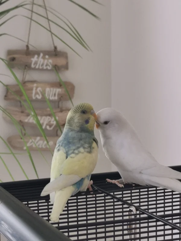 Wellensittich-Bild: Der erste gemeinsame Freiflug.. :-) 
Das kann nur Liebe sein (Bubi und Cookie)
