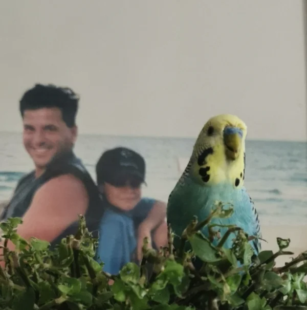 Wellensittich-Bild: Joshi fands cool und hat den Tag am Strand genossen. 
so viel grüüüün hier ;)