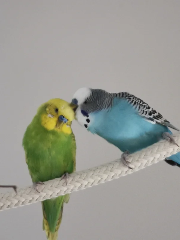 Wellensittich-Bild: Coco lässt sich verwöhnen und von Sammy schön das Köpfchen kratzen und entspannt sich dabei sichtlich :-)  