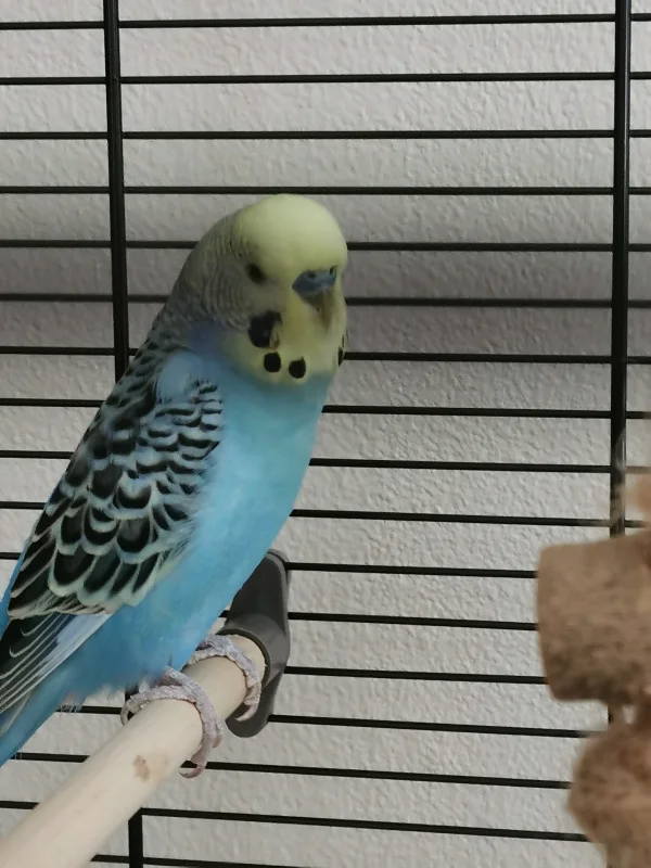 Wellensittich-Bild: Unser Joschi ist jetzt bei uns und wartet schon darauf, seine Runden zu drehen.
