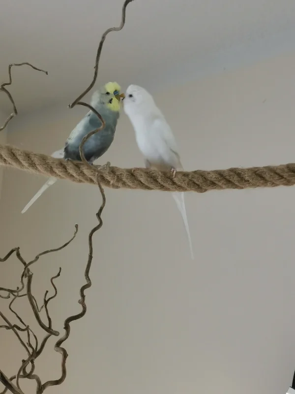 Wellensittich-Bild: Unser kleiner Cookie verteilt seine Liebe sehr fair. Auch Schorschi soll ein Küsschen bekommen - meine zwei Sensiblchen ;-) 
