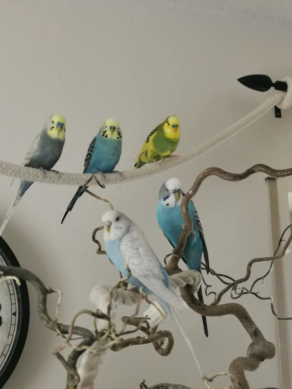 Wellensittich-Bild: Und im Vordergrund, das neue Bandmitglied.. 
Coco unsere derzeit grüne Wachtel hat sich aus dem Staub gemacht und beobachtet das Geschehen lieber aus der Ferne. :-)