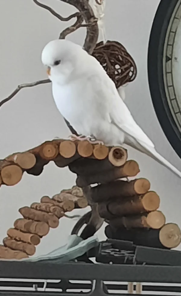 Wellensittich-Bild: Unser Cookie nimmt gerne auch größere Steigungen in Kauf. :)
Er ist halt ein fitter kleiner Welli :) Nicht der beste Flieger, aber dafür recht gut zu Fuß. 