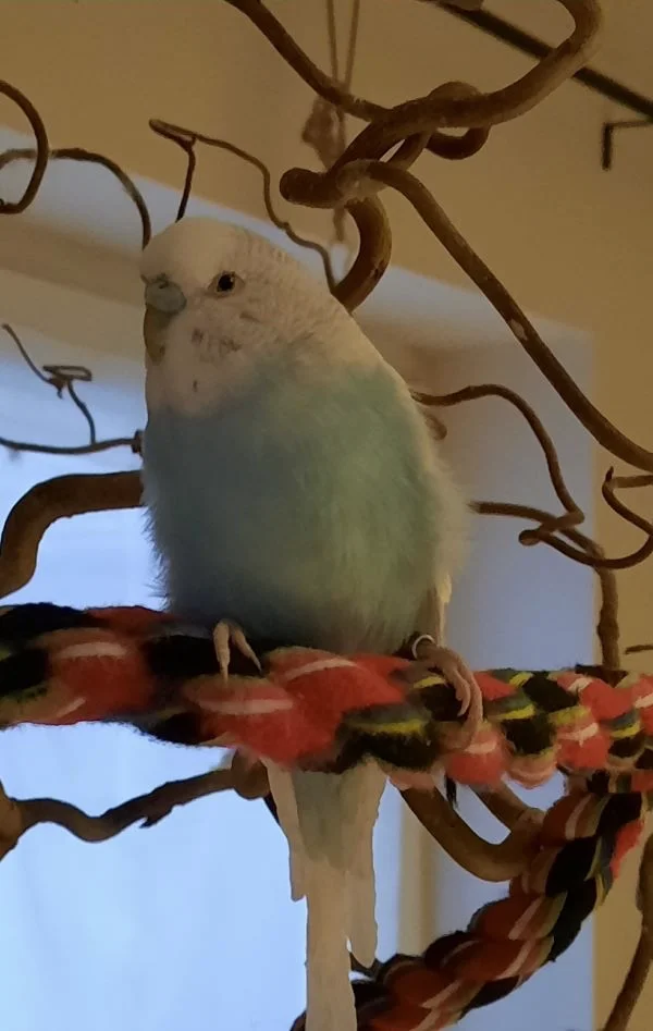 Wellensittich-Bild: Unser neuer, süßter kleiner Kuschelwelli stellt sich vor :)