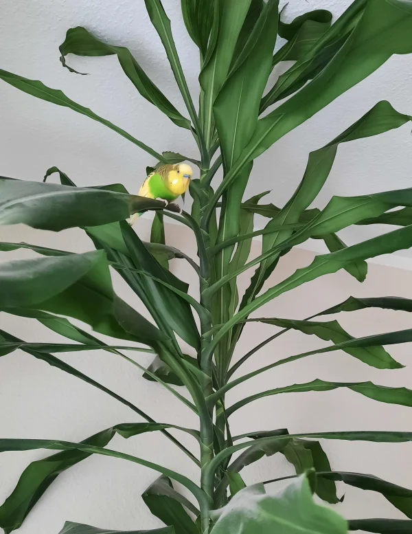 Wellensittich-Bild: Der kleine Schlingel ist heute schon wieder getürmt und hat sich oben in der Palme versteckt und auch noch frech nach den anderen gerufen. Zum Glück waren die heute auf dem einen Ohr taub. :-).

