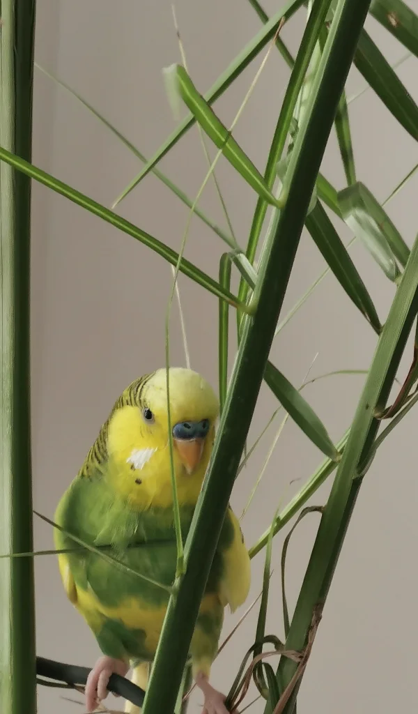 Wellensittich-Bild: Jetzt will ich doch mal wissen ob meine Felo mich hier findet.. Aber lass sie erst mal suchen, damit sie was zu tun hat. :) 