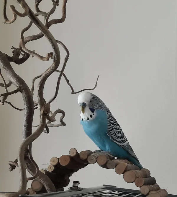 Wellensittich-Bild: Unser schöner, kleiner Sammy. Leider viel zu selten allein auf Bildern zu sehen. Er ist kein Front-Man und bleibt lieber unbemerkt aber niemals ungesehen :) 