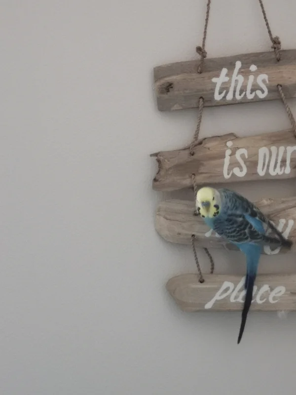 Wellensittich-Bild: This is Joshis Happy Place. Wir immer wieder gerne angeflogen :O) 