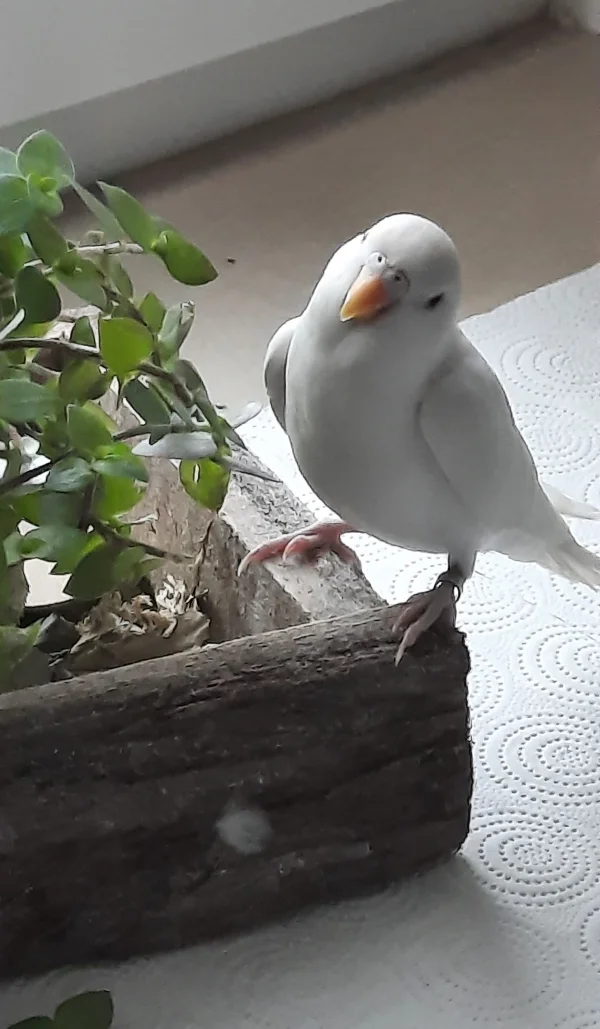 Wellensittich-Bild: Diesem Blick konnte keiner widerstehen..Unser Flöckchen wollte unbedingt mal vom dem interessanten Grünzeug probieren.. :-) 