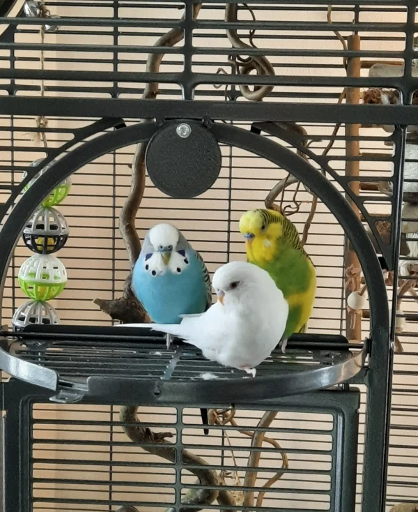 Wellensittich-Bild: Immer in unseren Gedanken und unvergessen, Cookie. Unser kleiner weißer Friedenswelli und Bodyguard der Schwachen.. 
Du bist immer in unseren Gedanken, mein kleiner Freund. 