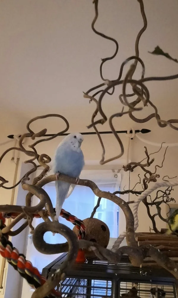 Wellensittich-Bild: Heute ist Coco endlich mal herausgekommen und auf den Ästen geklettert. Noch ist alles neu für ihn und so ganz vertraut ist er noch nicht mit der Umgebung.. Aber, gut Ding braucht Weil :) 