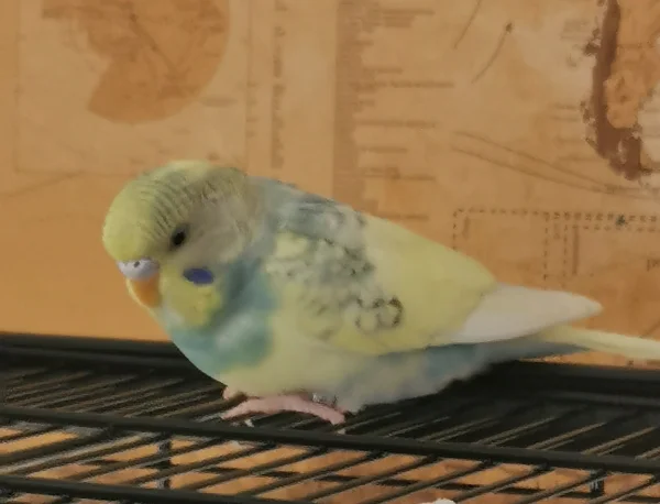 Wellensittich-Bild: .. ich bin dann mal weg :). Bubi auf Entdeckungsreise 