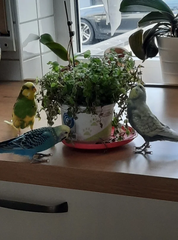 Wellensittich-Bild: Meine 3 Powerwellis beim Ausflug in die Küche. Das Gooliwoog hat gerufen.. da haben sich sich auf den Weg gemacht :) 
Da werden auch schon man die Beinchen gestreckt.. 