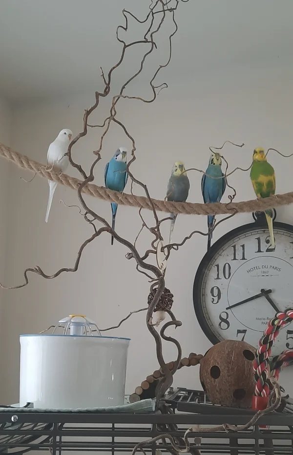 Wellensittich-Bild: Ein seltenes Bild unserer 5 Jungs. Alle auf einen Streich. 
Frisch gebadet und sicherlich schon wieder den nächsten Unfung im Sinn. :-)
