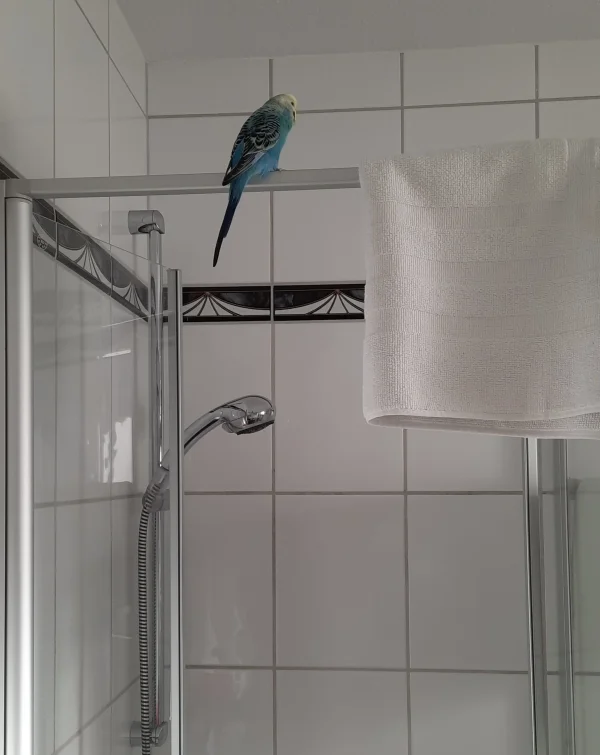 Wellensittich-Bild: Heute hat Joshi wirklich alles entdeckt, sogar die Dusche mit vieeeeeel mehr Platz für den kleinen Wellipopo. 