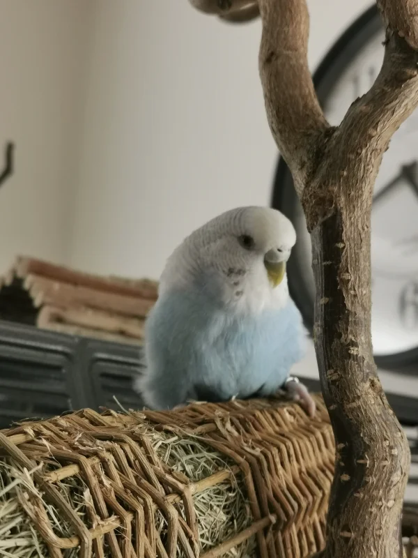 Wellensittich-Bild: Unsere Cocoly baut scheinbar schon ihr Nest.. Der kleine Flauschwelli wickelt alle um die Kralle.. :) 