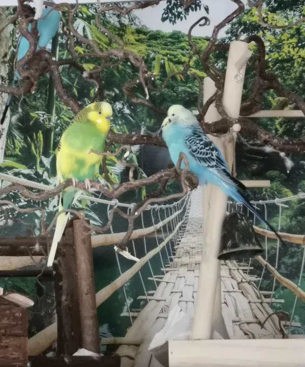 Wellensittich-Bild: Mein Liebespärchen beim Nachmittagsplausch auf Love-Birds-Island.
Joshi hat viel zu erzählen. 