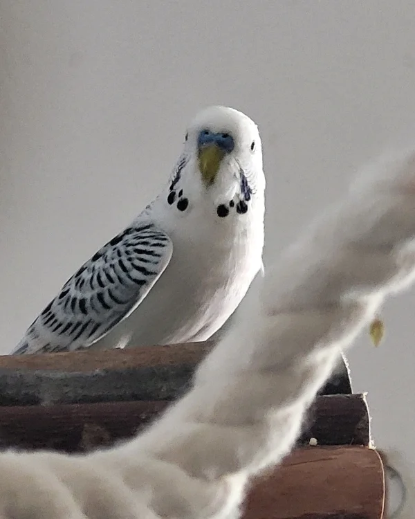 Wellensittich-Bild: Interessiert schaut er sich seine neuen Freunde an. :-)