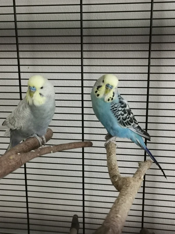 Wellensittich-Bild: Schorschi und Joschi. Mein kleiner Nichtflieger und sein Kumpel vergrößern seit Freitag unsere Welli-Familie.   