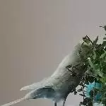 Stramme Schenkelchen 