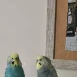 Best Buddies